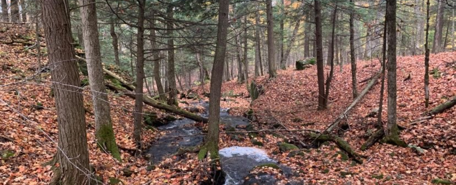 Image of Barnum Creek Nature Reserve